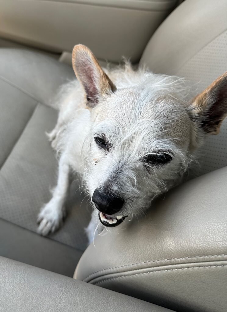 Peanut in the car on the way to Santa Fe