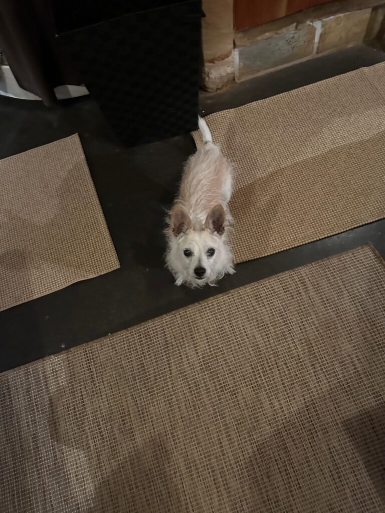 Peanut in the Adobe