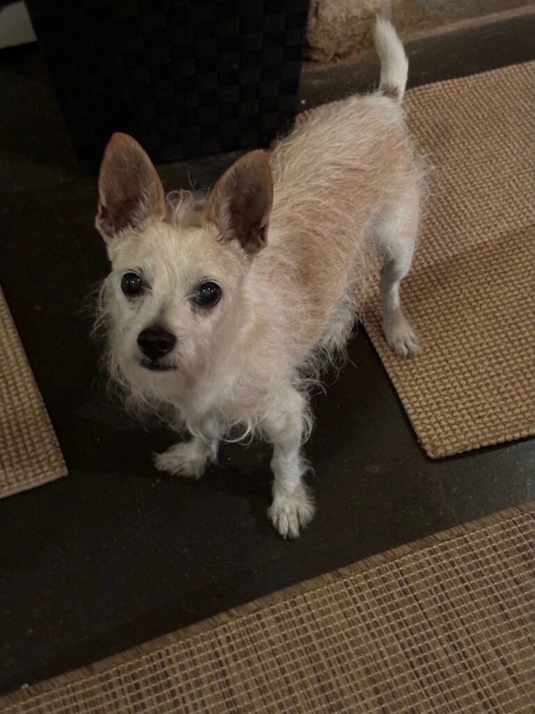 An up close photo of Peanut in the Adobe