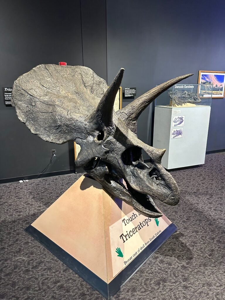 Realistic bronze replicas of a triceratops skull
