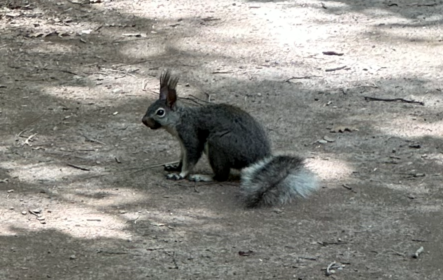 An Albert's squirrel